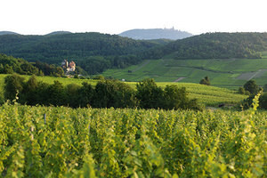 Gewurtztraminer grand cru Altenberg de Bergheim - Gustave Lorentz  (2010)