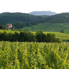 Gewurtztraminer grand cru Altenberg de Bergheim - Gustave Lorentz  (2010)