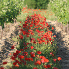 Les Mains sur les Hanches - Sainte Marie des Crozes